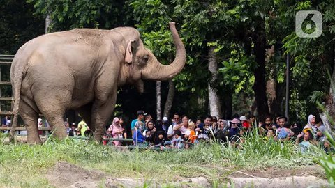 Pengunjung melihat gajah saat berwisata di Taman Margasatwa Ragunan, Jakarta, Senin (25/12/2023). Taman Margasatwa Ragunan menjadi tempat wisata alternatif bagi masyarakat Jakarta-Bogor-Depok-Tangerang-Bekasi (Jabodetabek) saat libur Hari Raya Natal 2023 dan Tahun Baru 2024.