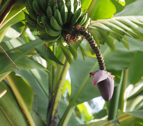 Jantung Pisang, Lebih dari Sekadar Buah Kaya Manfaat untuk Kesehatan