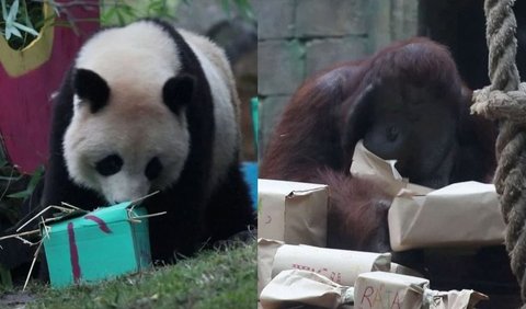 Para penghuni kebun binatang juga mendapatkan sejumlah kado. Panda dan orangutan membuka kado Natal mereka pada Jumat lalu. Apa isinya?