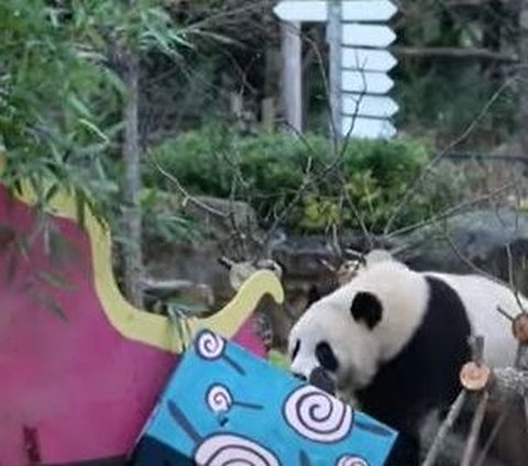 Video Lucu Panda dan Orangutan Buka Kado Natal, Isinya Bikin Penasaran