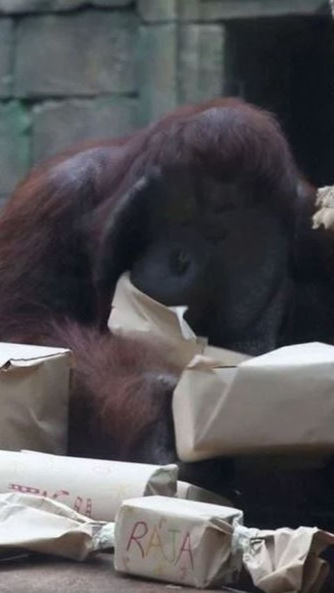 Sedangkan orangutan mendapatkan selada dan makanan lainnya.