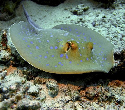 Ikan Stingaree Jawa (Urolophus javanicus) hanya diketahui dari satu spesimen yang dikumpulkan pada tahun 1862 dari pasar ikan di Jakarta, Indonesia.<br>