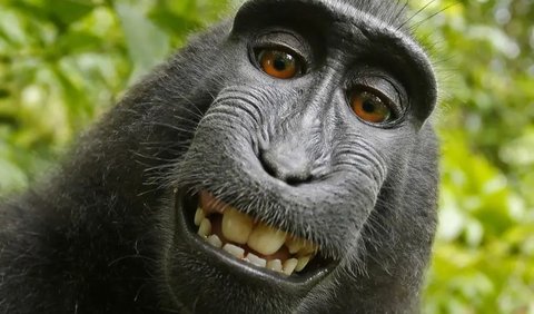 Monkey Selfie, Naruto, 2011