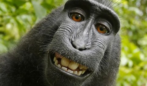 Selfie Monkey, Naruto, 2011