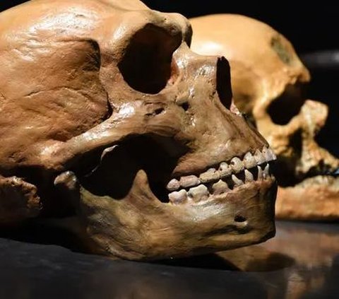 Jadi Perdebatan Berabad-Abad, Apakah Neanderthal dan Homo Sapien Spesies yang Sama?