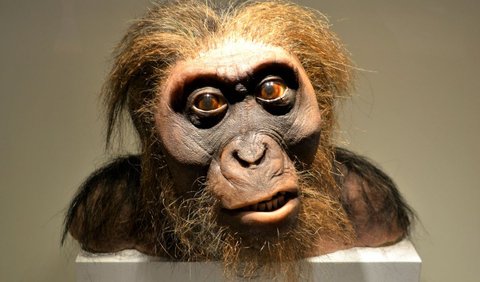 Baru pada tahun 1970-an dan 1980-an, Neanderthal diklasifikasikan kembali sebagai spesies mereka sendiri berdasarkan analisis baru, dan itulah penamaan yang paling umum dilihat hingga saat ini.