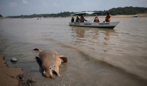 9. Ratusan Lumba-Lumba Air Tawar Mati Kekeringan di Sungai Amazon