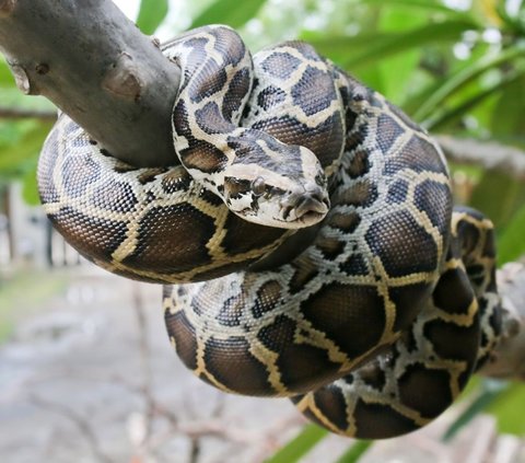 Suddenly Attacked and Coiled Around His Body, This Man Fights Back and Bites the Python to Death