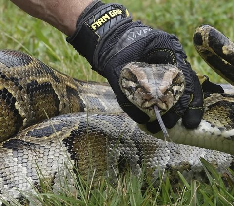 Suddenly Attacked and Wrapped Around His Body, This Man Bites a Python to Death