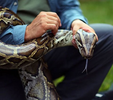 Suddenly Attacked and Coiled Around His Body, This Man Fights Back and Bites the Python to Death