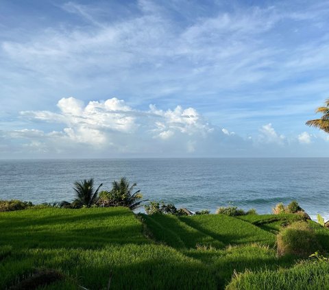 The Charm of Pangasan Beach in Pacitan, with Rice Fields that Delight the Eyes