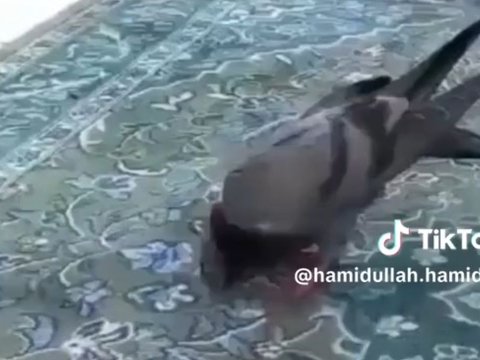 Viral Burung Merpati Sujud di Masjidil Haram, Jadi Sorotan Jemaah yang Hendak Sholat