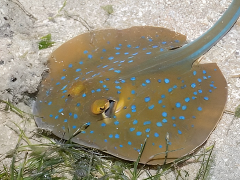 Are Javanese Stingrays Extinct? Evidence Begins to Surface