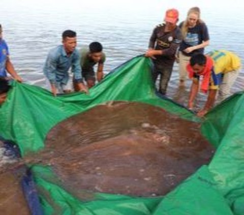 Are Javanese Stingrays Extinct? Evidence Begins to Surface