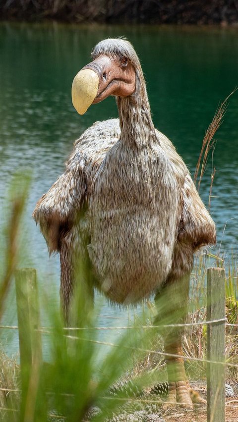 Akan Dibangkitkan dari Kepunahan, Begini Penampakan Burung Dodo yang Ikonik