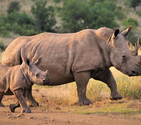 It Turns Out Rhinos Have Been Around for 14 Million Years, Their Fossils Discovered