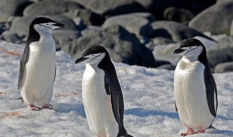 1. Pola Tidur Penguin Dagu-Putih yang Terbatasi Proses Seleksi Alam<br>