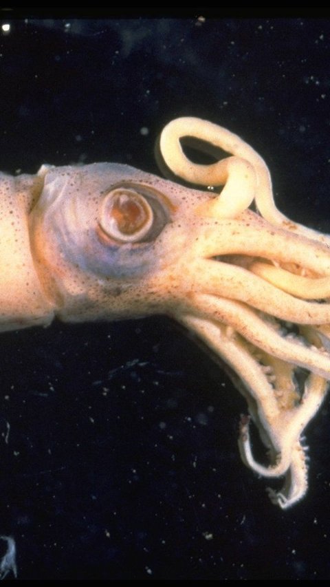 3. Cephalopoda Berbisa di Perairan Sekitar Australia<br>