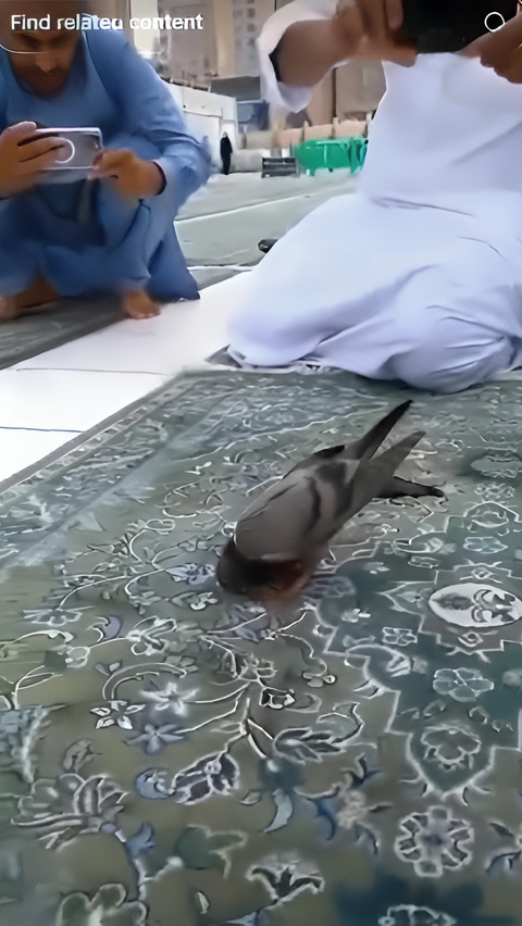Viral Burung Merpati Sujud di Masjidil Haram, Jadi Sorotan Jemaah yang Hendak Sholat