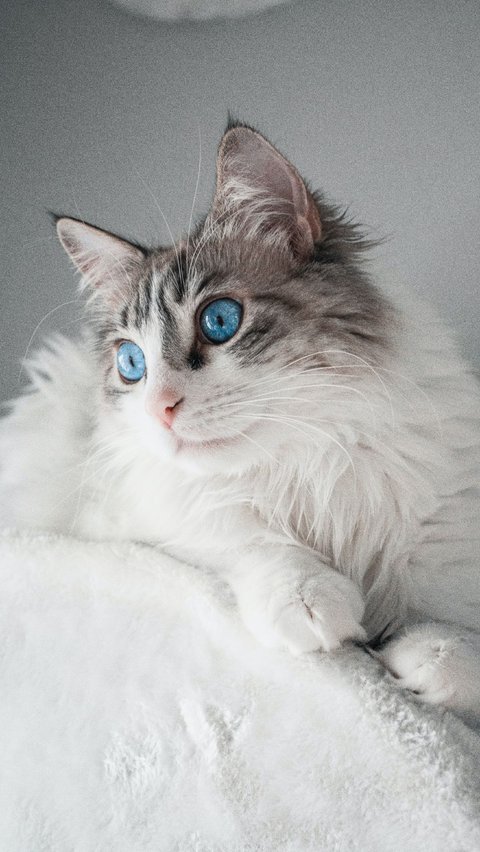 <b>Mengenal Kucing Ragdoll</b>