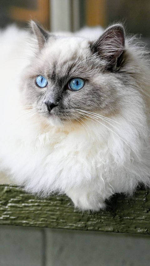 <b>Cara Merawat Kucing Ragdoll</b><br>