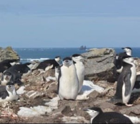 These Adorable Animals Sleep 10,000 Times a Day, Each Sleep Lasts Only 4 Seconds