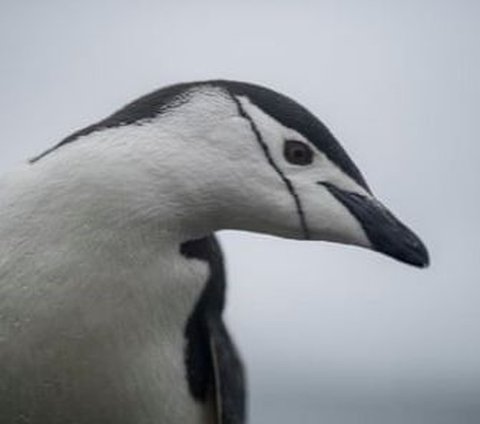 These Adorable Animals Sleep 10,000 Times a Day, Each Sleep Lasts Only 4 Seconds