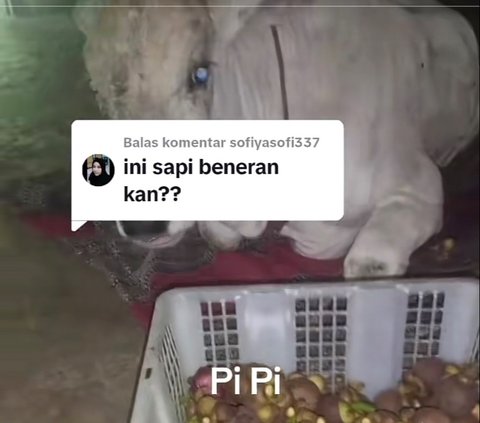 Viral Tingkah Sapi Bersikap Manja ke Pemiliknya, Curi Perhatian Warganet