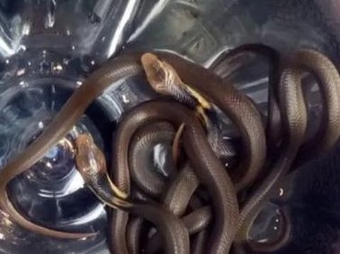 Chilling! Clean Up the Pile of Toys While Kindergarten Students Are on School Break, a Teacher in Karanganyar Instead Finds 14 Cobras