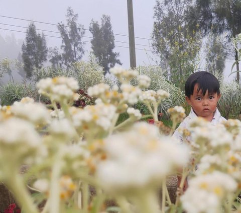 Mengunjungi Taman Edelweis di Lereng Gunung Bromo, Rasakan Sensasi Sehari Jadi Orang Tengger