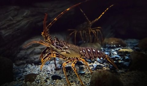 <b>Lobster Berkomunikasi Dengan Sinyal Akustik.</b><br>