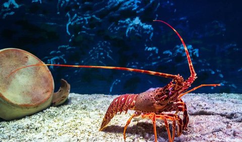 Lobsters Communicate Through Body Language.