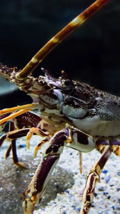Bagaimana Cara Lobster Berkomunikasi dengan Temannya? Ternyata Begini