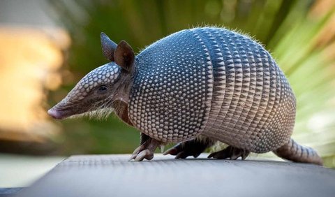 5. Armadillo Raksasa