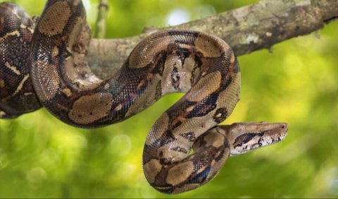 7. Boa Constrictor Snake