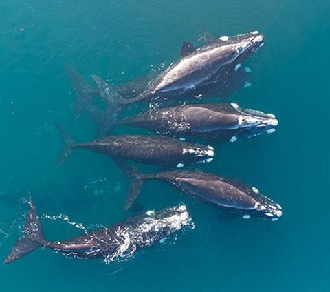 Scientists Claim to Have Communicated with a Whale for 20 Minutes Using Fish Language