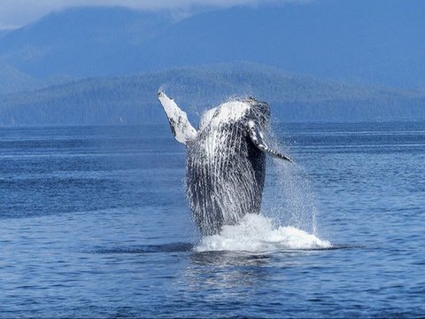Scientists Claim to Have Communicated with a Whale for 20 Minutes Using Fish Language
