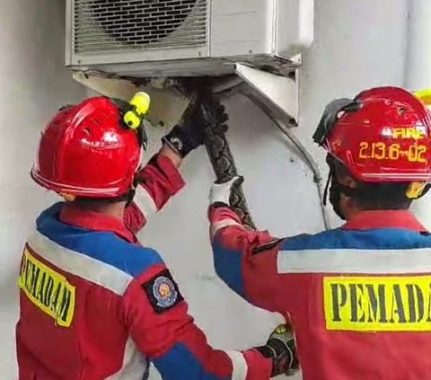 Ngeri Banget, Damkar Jakarta Utara Evakuasi Sanca di Unit AC Outdoor Rumah Warga