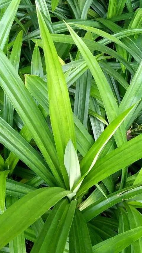 Daun Pandan Bukan Hanya Bumbu Masak, Tapi Juga Obat Tradisional yang Berkhasiat