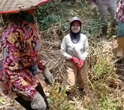 Viral! Aksi Berani Emak-Emak 'Ras Terkuat di Bumi' Tangkap Piton di Kebun Sawit, Netizen: 'Ular Gak Ada Harga Dirinya'