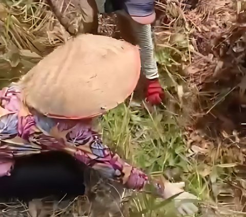 Viral! Aksi Berani Emak-Emak 'Ras Terkuat di Bumi' Tangkap Piton di Kebun Sawit, Netizen: 'Ular Gak Ada Harga Dirinya'