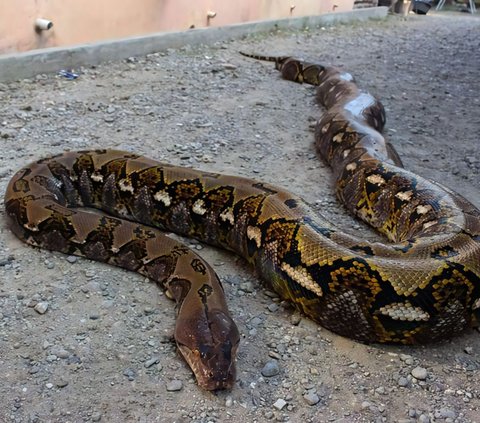 Viral! The Brave Action of Moms 'The Strongest Race on Earth' Catching a Python in a Palm Oil Plantation, Netizens: 'Snakes Have No Self-Worth'