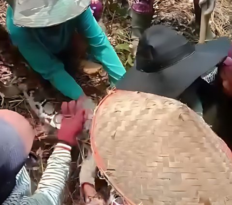 Viral! Aksi Berani Emak-Emak 'Ras Terkuat di Bumi' Tangkap Piton di Kebun Sawit, Netizen: 'Ular Gak Ada Harga Dirinya'