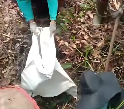 Viral! Aksi Berani Emak-Emak 'Ras Terkuat di Bumi' Tangkap Piton di Kebun Sawit, Netizen: 'Ular Gak Ada Harga Dirinya'