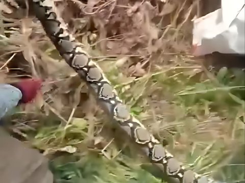 Viral! The Brave Action of Moms 'The Strongest Race on Earth' Catching a Python in a Palm Oil Plantation, Netizens: 'Snakes Have No Self-Worth'