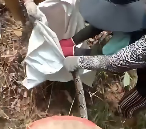 Viral! Aksi Berani Emak-Emak 'Ras Terkuat di Bumi' Tangkap Piton di Kebun Sawit, Netizen: 'Ular Gak Ada Harga Dirinya'