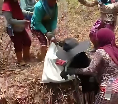 Viral! Aksi Berani Emak-Emak 'Ras Terkuat di Bumi' Tangkap Piton di Kebun Sawit, Netizen: 'Ular Gak Ada Harga Dirinya'