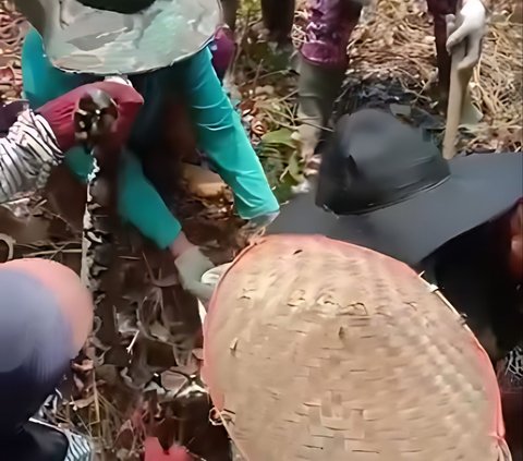 Viral! Aksi Berani Emak-Emak 'Ras Terkuat di Bumi' Tangkap Piton di Kebun Sawit, Netizen: 'Ular Gak Ada Harga Dirinya'