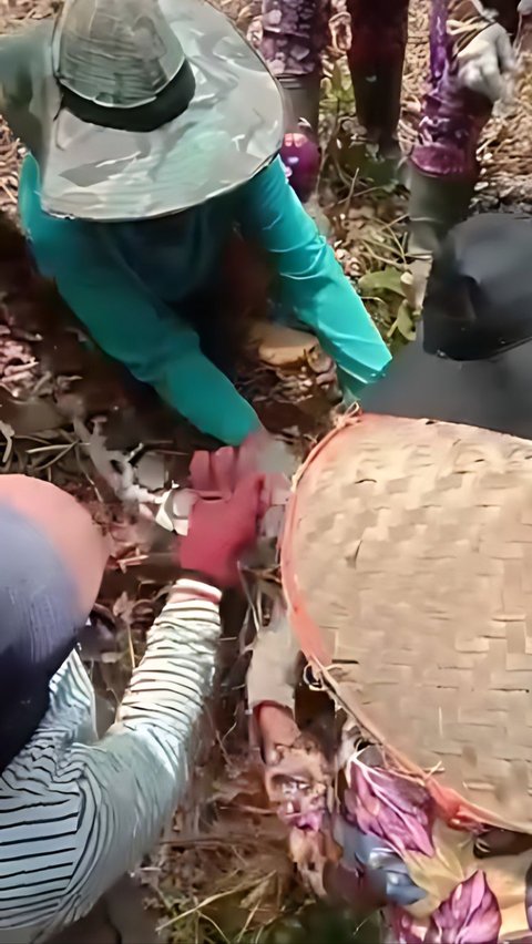 Viral! Aksi Berani Emak-Emak 'Ras Terkuat di Bumi' Tangkap Piton di Kebun Sawit, Netizen: 'Ular Gak Ada Harga Dirinya'