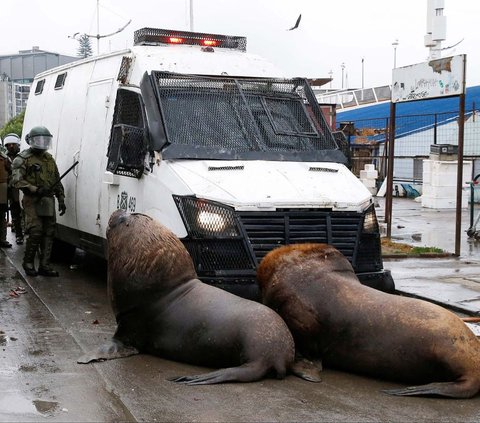 Sekelompok singa laut turun ke jalan di Kota Valparaiso, Chile, pada 28 Desember 2023. Momen itu terjadi di tengah aksi demo para nelayan yang memprotes pencabutan undang-undang penangkapan ikan hake dan tidak dibayarkannya bonus.